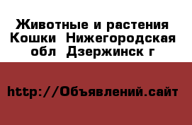 Животные и растения Кошки. Нижегородская обл.,Дзержинск г.